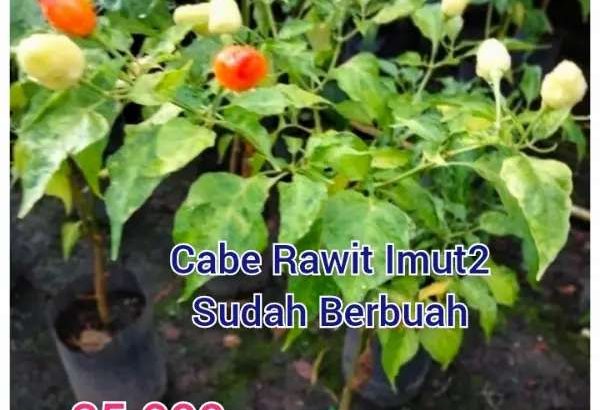 Bibit Cabe Rawit