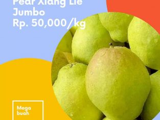 Jual Pear Xiang Lie Jumbo