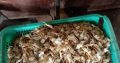 Jual Baby Crab Mentah Grade Eksport 1kg