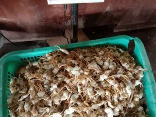 Jual Baby Crab Mentah Grade Eksport 1kg