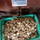 Jual Baby Crab Mentah Grade Eksport 1kg