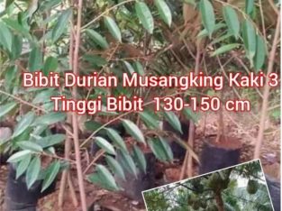 Jual Bibit Durian Musangking