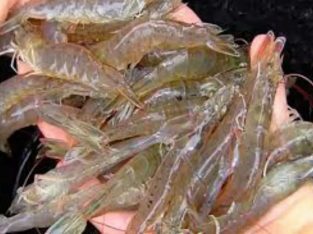 Jual udang rawa air tawar