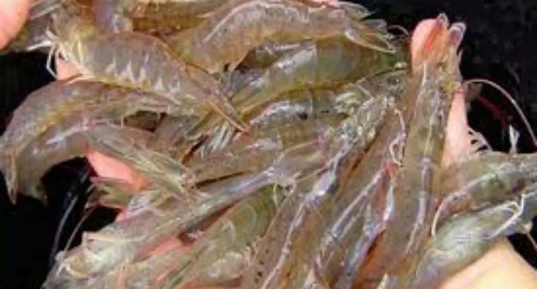 Jual udang rawa air tawar