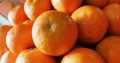 Jeruk Mandarin Kinnow isi 60/90/100 buah