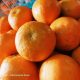 Jeruk Mandarin Kinnow isi 60/90/100 buah