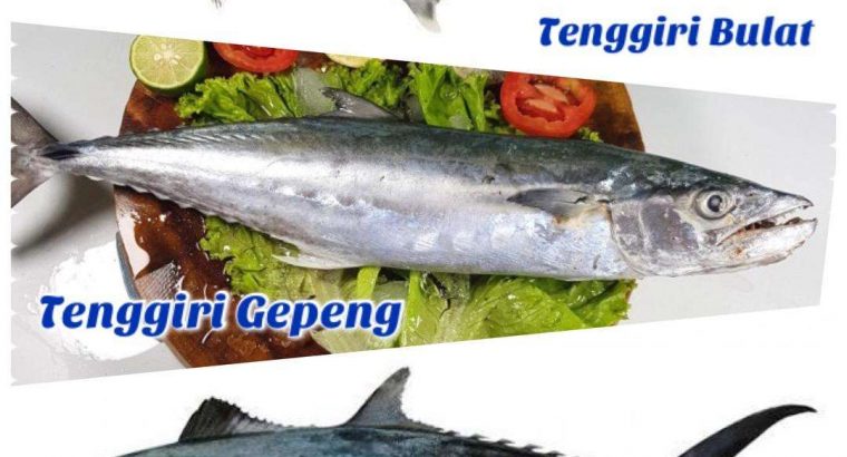 Supllier Ikan Giling Fresh Frozen