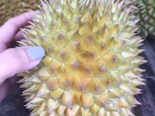 durian lokal banten