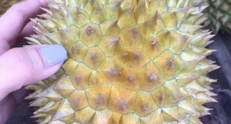 durian lokal banten