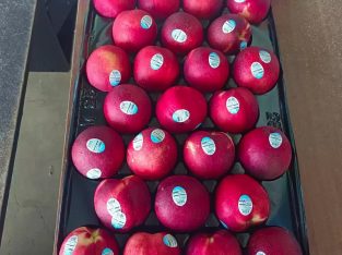 Jual Buah Nectarine USA Per Kg