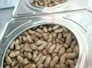 Jual Kacang Sihobuk Kemasan Kaleng