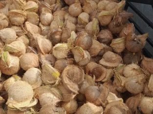 Jual Kelapa Bulat Asahan Batu Bara