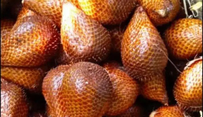 Jual Salak pondoh turi