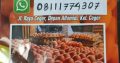 distributor telor kualitas premium harga murah