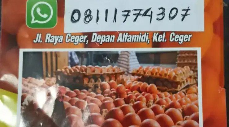 distributor telor kualitas premium harga murah