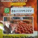 distributor telor kualitas premium harga murah