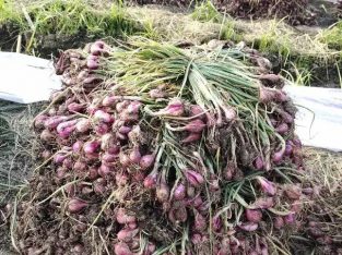 Bawang merah sayur