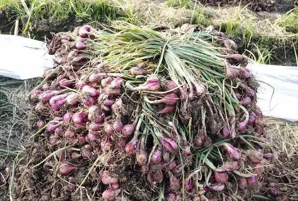 Bawang merah sayur