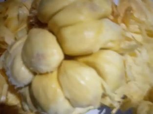 Jual nangka cempedak matang pohon