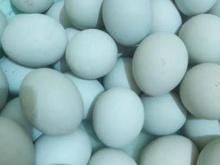 Jual Telur Bebek Mentah dan Matang