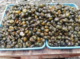 Tutut sawah keong sawah siput ciput kraca fresh