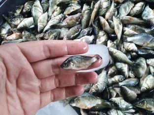 Jual Baby fish ikan mas