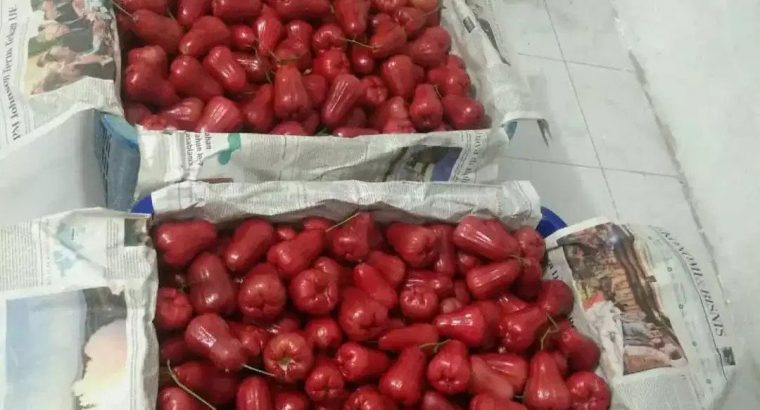 Jual Jambu citra super