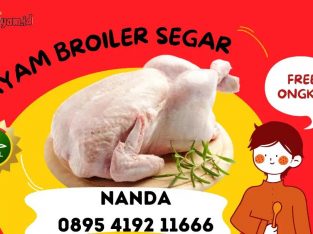 Agen Jual Ayam Segar Terdekat