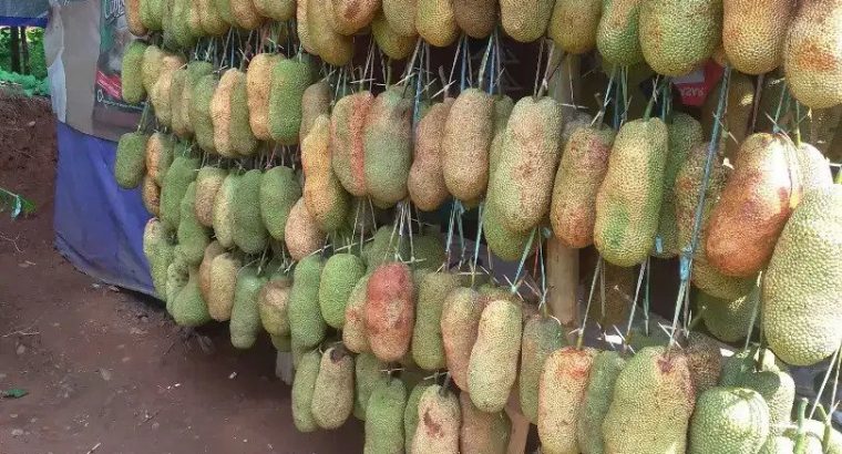 Jual Nangka cempedak bintaro