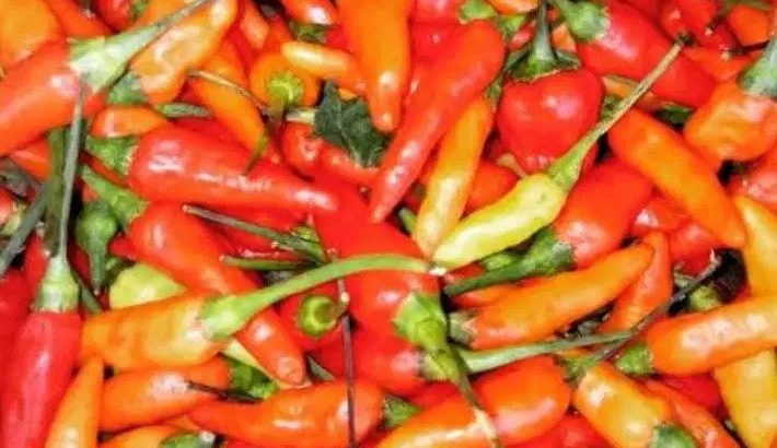 Jual Cabe Rawit Merah Segar