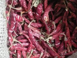 Jual Cabe Teja Rawit Pedas Tangkai Partai