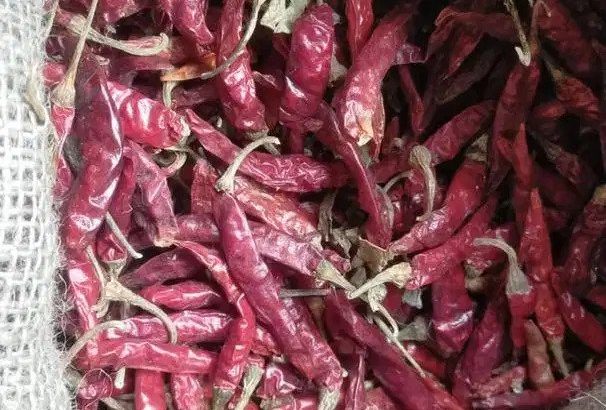 Jual Cabe Teja Rawit Pedas Tangkai Partai