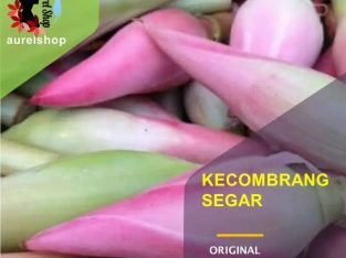 Jual Kecombrang Segar