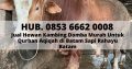 HEWAN QURBAN BATAM, Hub. 0853 6662 0008,