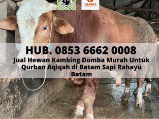 HEWAN QURBAN BATAM, Hub. 0853 6662 0008,