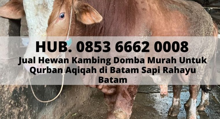 HEWAN QURBAN BATAM, Hub. 0853 6662 0008,