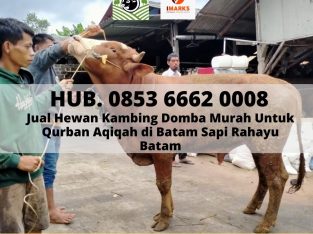 JUAL HEWAN QURBAN BATAM, Hub. 0853 6662 0008,