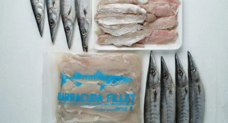 Jual Ikan giling barakuda