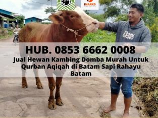 JUAL SAPI QURBAN BATAM, Hub. 0853 6662 0008,