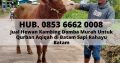 JUAL SAPI QURBAN BATAM, Hub. 0853 6662 0008