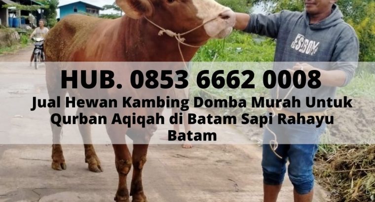 JUAL SAPI QURBAN BATAM, Hub. 0853 6662 0008