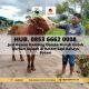 JUAL SAPI QURBAN BATAM, Hub. 0853 6662 0008