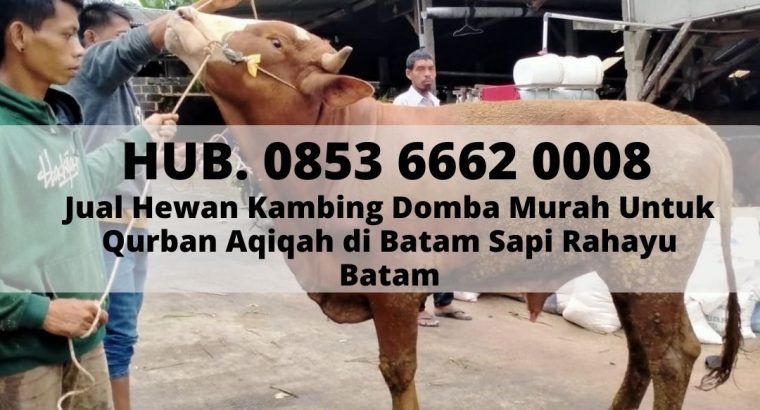 JUAL SAPI QURBAN BATAM, Hub. 0853 6662 0008