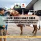 JUAL SAPI QURBAN BATAM, Hub. 0853 6662 0008