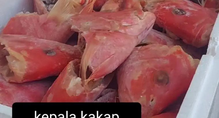 Toko Jual Kepala Ikan Kakap Merah