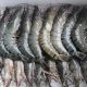 Jual kerang,Ikan dan Udang fresh