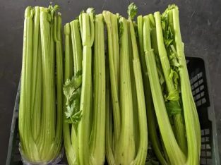 Jual Celery Per Pack