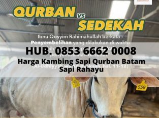 Harga Hewan Qurban 2024 Termurah di Batam Rahayu