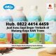 Hub. 0822 4414 4459, Jual Susu Sapi Segar Terbaik