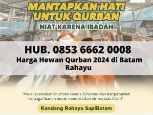 Hewan Qurban 2024 Kurban Sapi di Batam Sapi Rahayu